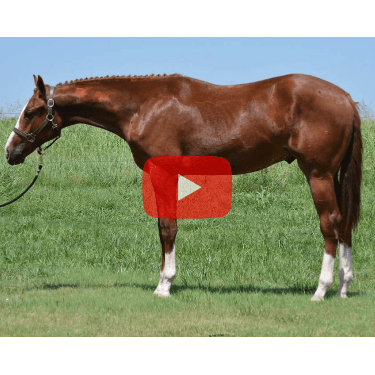 Sale Videos National Snaffle Bit Association